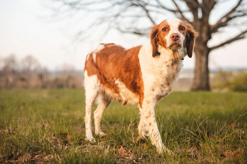 Lottietransport thumbnail 5