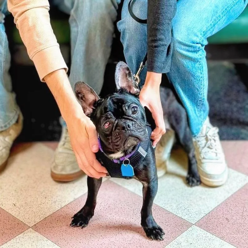 An adult medium-sized female French Bulldog dog named Inez for adoption in Oakland, CA