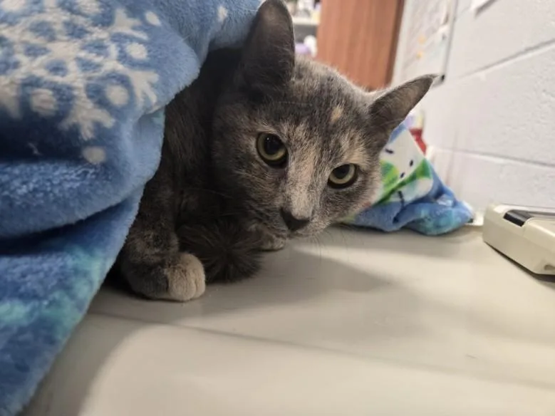 An adult small-sized female Domestic Short Hair cat named Sylva for adoption in Hagerstown, MD