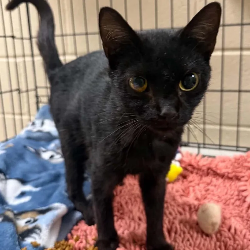 A young small-sized female Domestic Short Hair cat named Sabrina for adoption in Caryville, TN