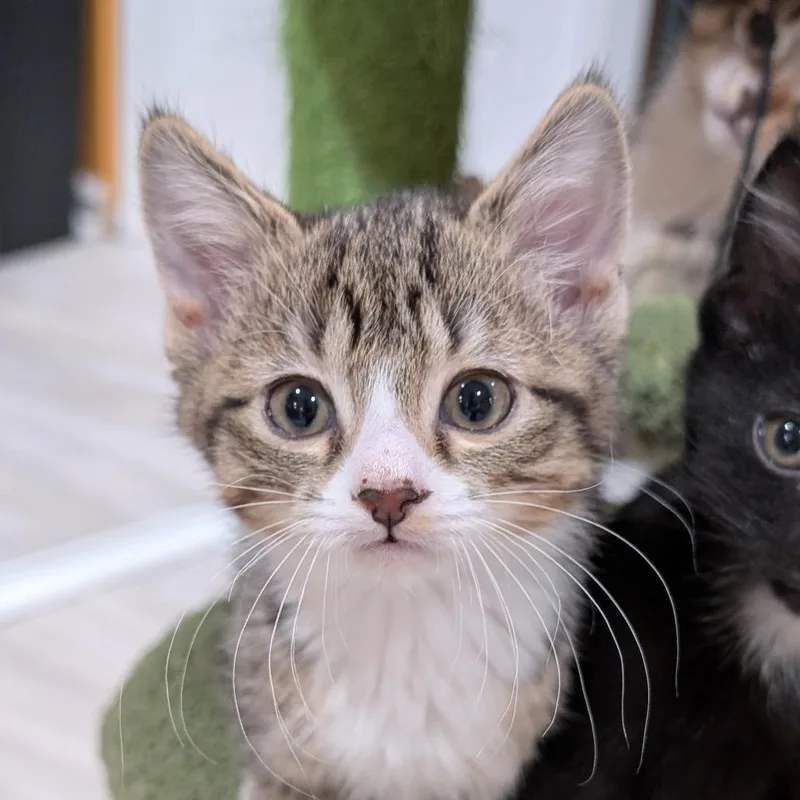 A baby small-sized male Brown / Chocolate Domestic Short Hair cat named Men At Work for adoption in Roselle, IL