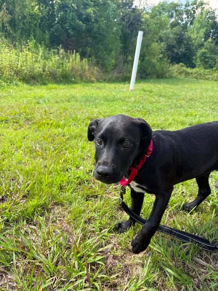 A baby medium-sized male Terrier dog named Ferdinand for adoption in Candler, NC