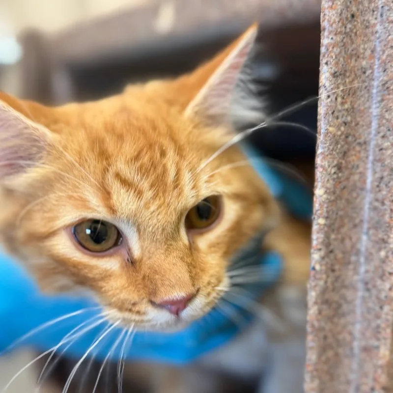 A baby medium-sized male Orange / Red Domestic Short Hair cat named Paco for adoption in Birmingham, AL