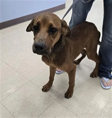 An adult medium-sized male Plott Hound dog named Fido for adoption in Killeen, TX