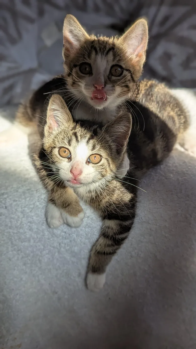A baby small-sized male Tabby (Buff / Tan / Fawn) Domestic Short Hair cat named Cosmo for adoption in Brockport, NY