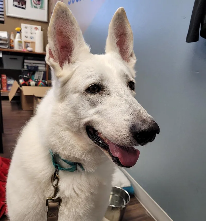 A senior large-sized female German Shepherd Dog named Ella for adoption in Logan, UT