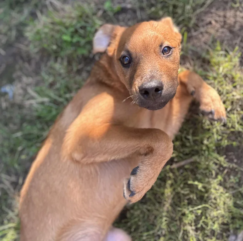 A baby medium-sized male Golden Retriever dog named Game Day Couch Buddy for adoption in Tonawanda, NY