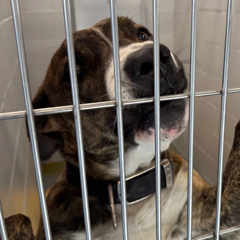 Handsome thumbnail 2