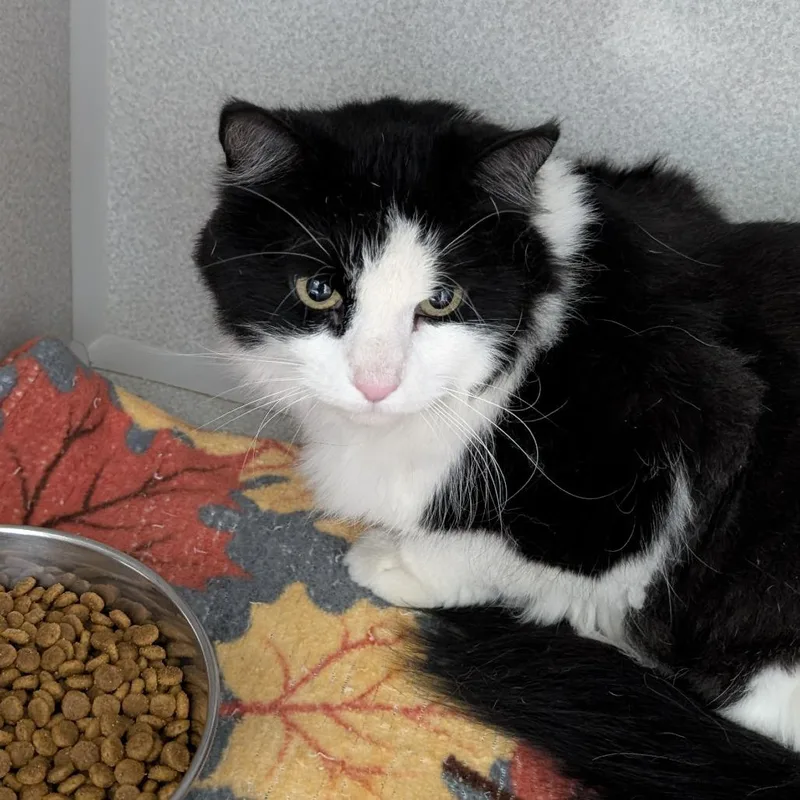 An adult small-sized female Black Domestic Long Hair cat named Charlotte for adoption in Buffalo, WY