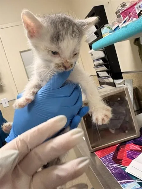 A baby small-sized male Domestic Short Hair cat named Chris for adoption in Riverside, CA