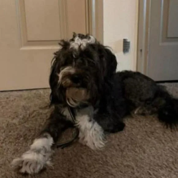 Talladega thumbnail 2