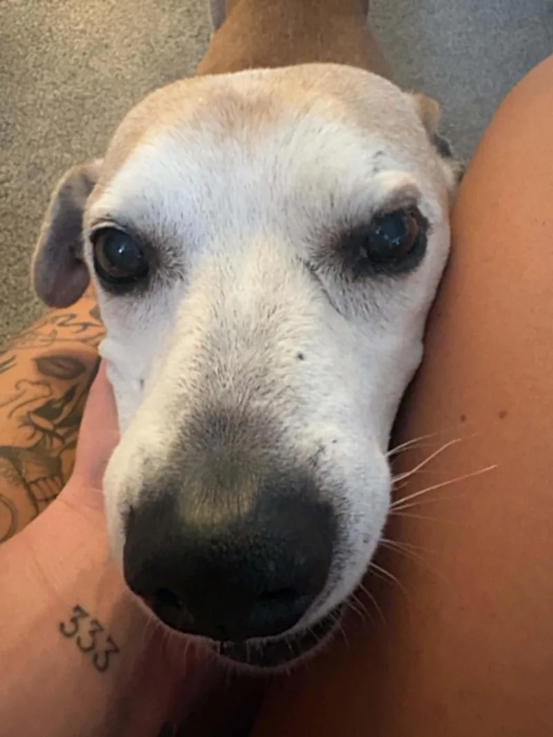 A senior medium-sized female Yellow / Tan / Blond / Fawn Cattle Dog dog named Bowser for adoption in Wantagh, NY