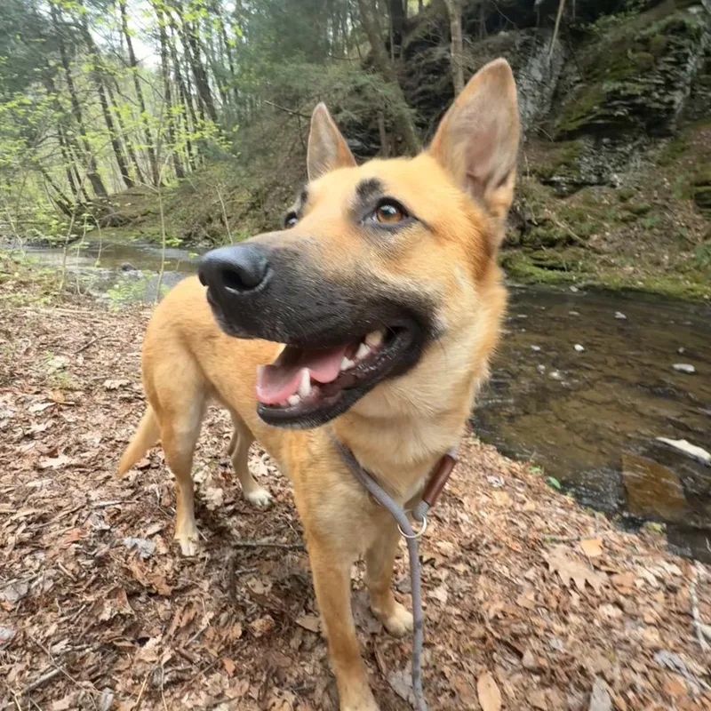 Kala