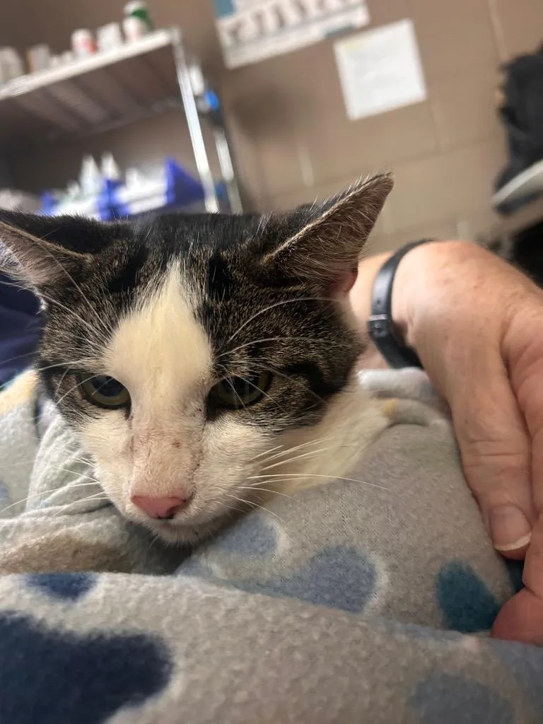 A young large-sized male Domestic Short Hair cat named Denny for adoption in New Manchester, WV