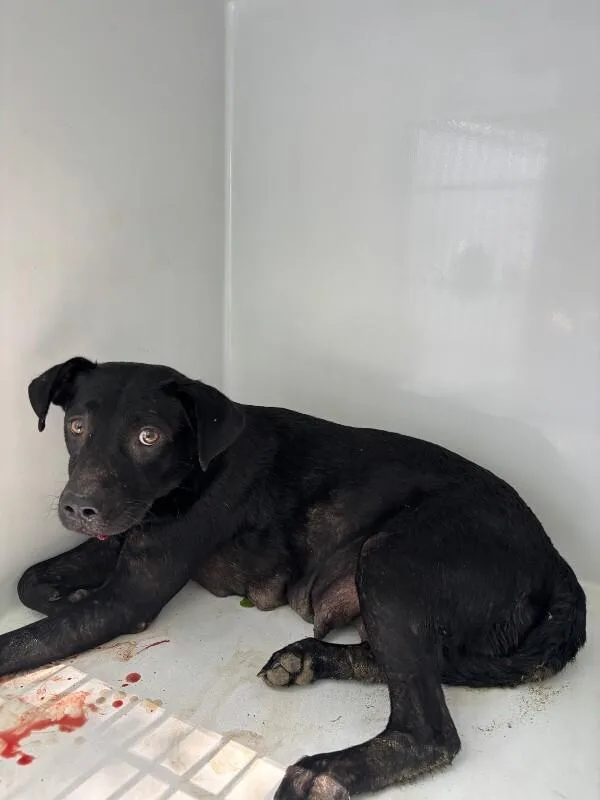 An adult medium-sized female Black Labrador Retriever dog named Opal for adoption in Mobile, AL