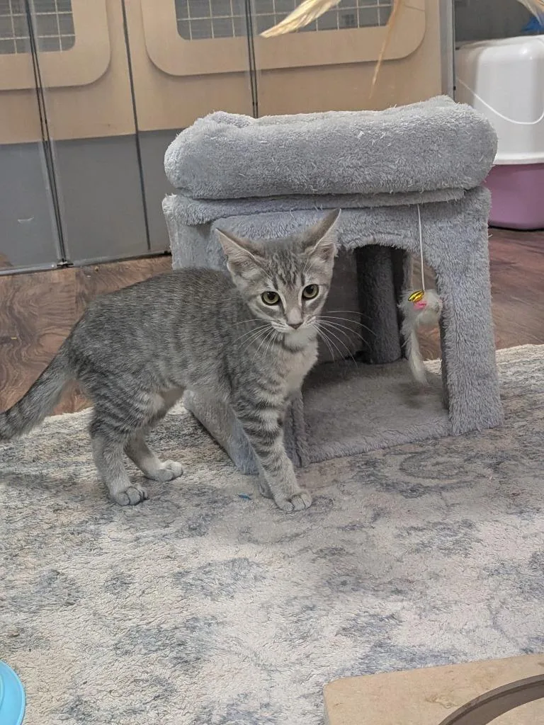 A baby medium-sized female Domestic Short Hair cat named Thunder for adoption in Richland Hills, TX