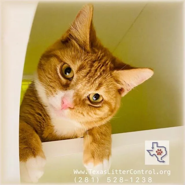 An adult medium-sized male Domestic Short Hair cat named Paws for adoption in Houston, TX