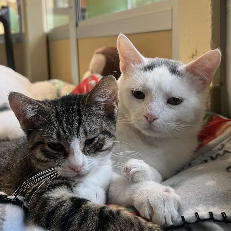 Ll Toe Beans & thumbnail 2