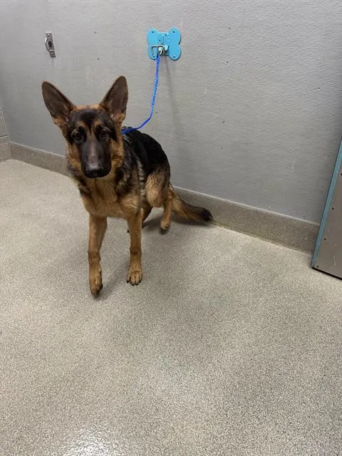 A young large-sized male German Shepherd Dog dog named Hans for adoption in Las Vegas, NV