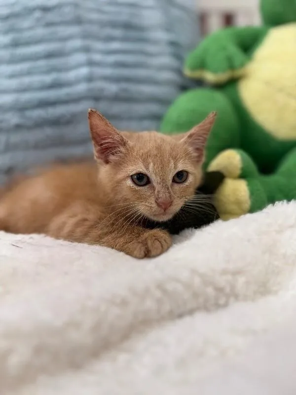 Raphael Pounce A Lot thumbnail 4