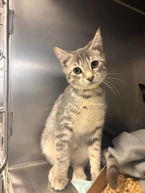 A young small-sized male Tabby (Gray / Blue / Silver) Domestic Short Hair cat named Flash for adoption in Cincinnati, OH