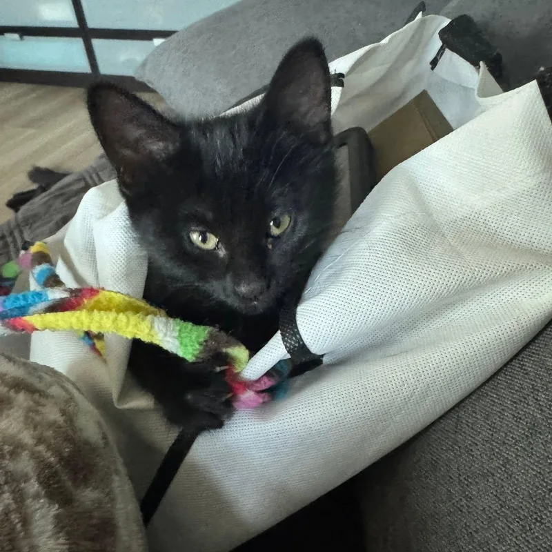 Jinx