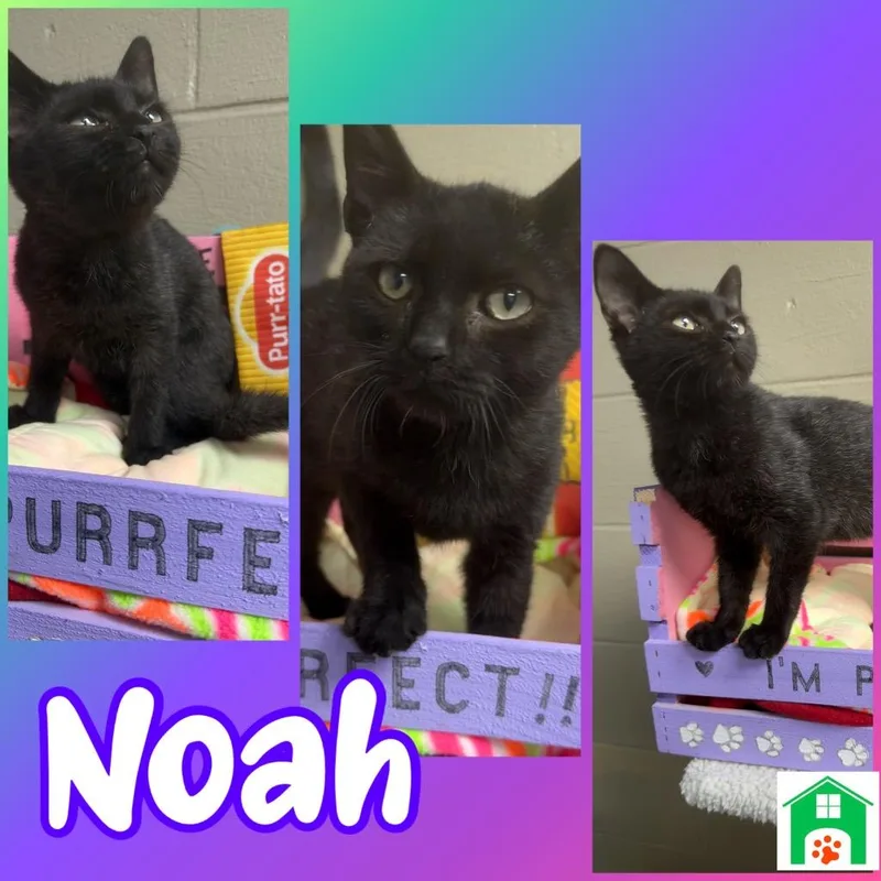 Noah