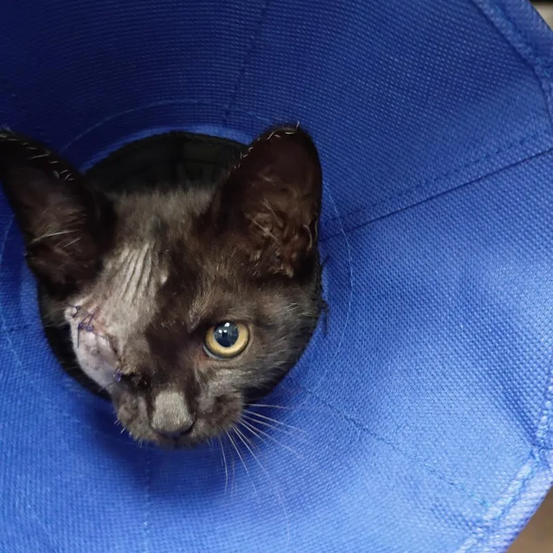 A baby small-sized female Black Domestic Short Hair cat named Cyborg for adoption in Greenville, SC