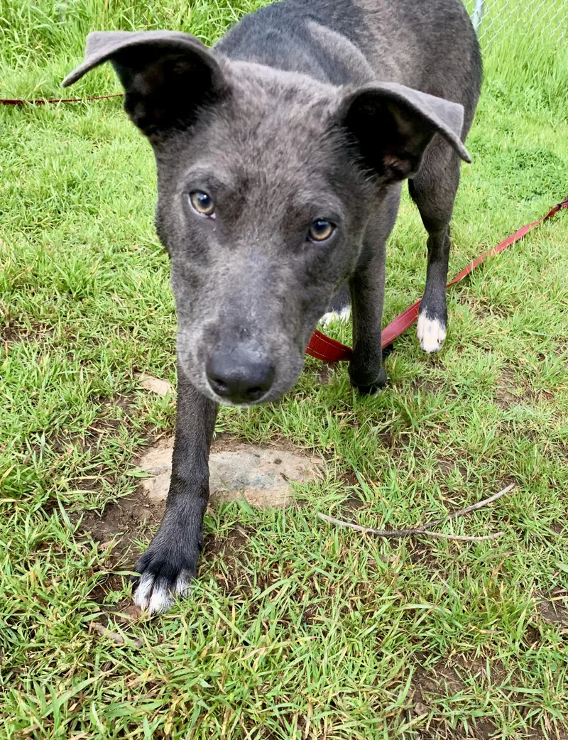 A young large-sized female Gray / Blue / Silver Shepherd dog named Jill for adoption in Grass Valley, CA