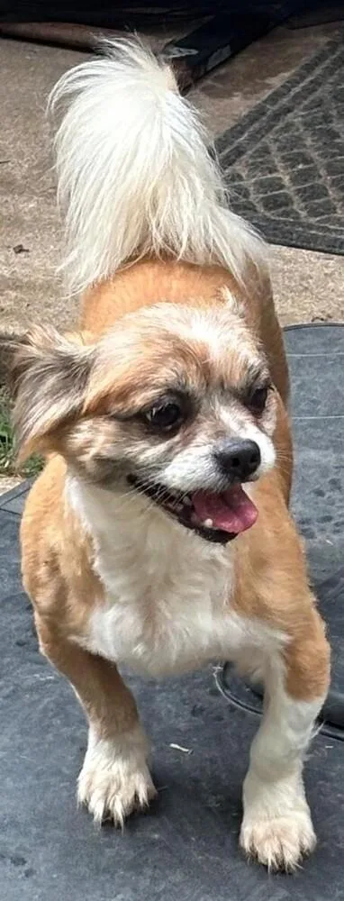 An adult small-sized male White / Cream Mixed Breed dog named Bentley for adoption in Dallas, TX