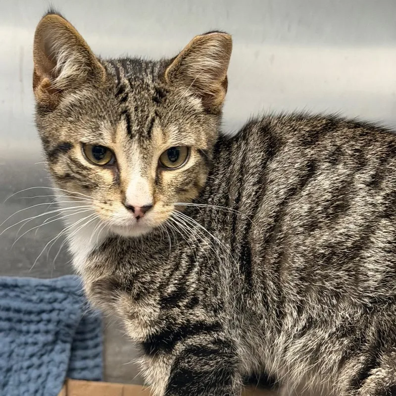 A baby small-sized male Brown / Chocolate Domestic Short Hair cat named Prosecco for adoption in East Hanover, NJ