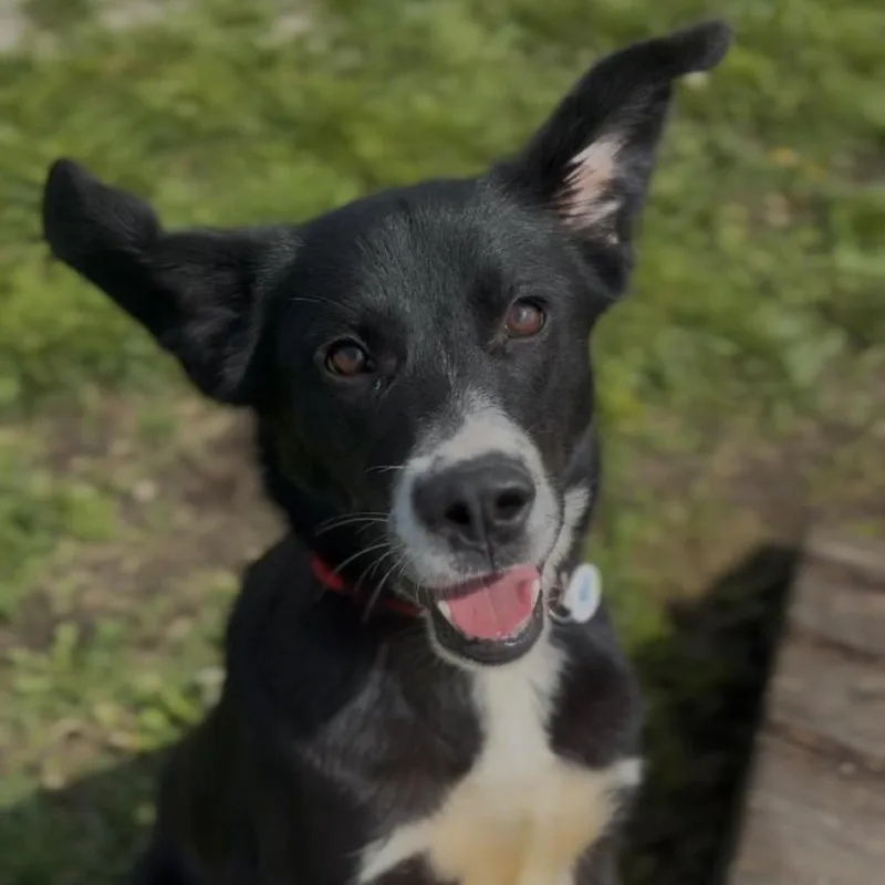 A young medium-sized female Black Border Collie dog named Pippa for adoption in Independence, KS
