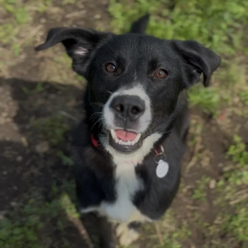 Pippa thumbnail 3