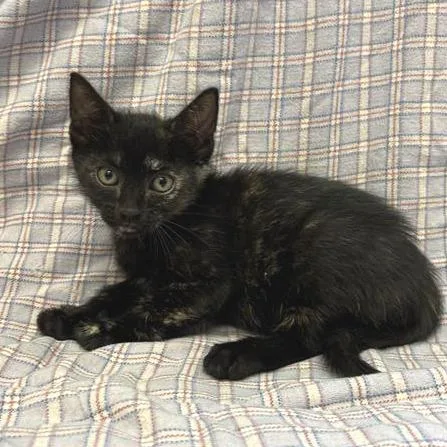 A baby small-sized female Tortoiseshell Domestic Short Hair cat named Yellowstone for adoption in Long Beach, CA