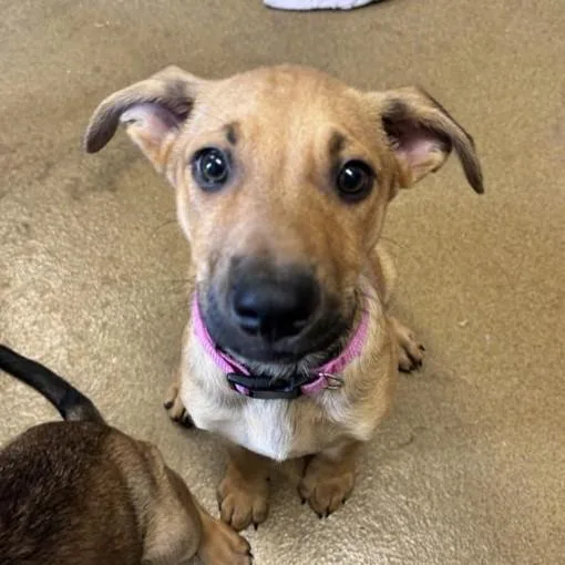 A baby small-sized female Labrador Retriever dog named Trout for adoption in San Antonio, TX