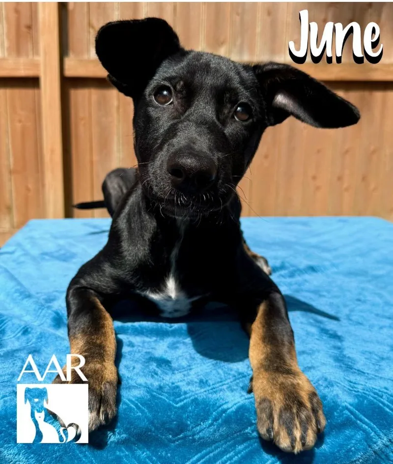 A baby medium-sized female Black Mouth Cur dog named June for adoption in Magnolia, TX