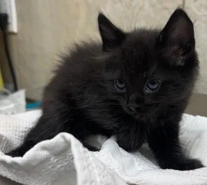 A baby small-sized male Domestic Short Hair cat named Logan for adoption in Honolulu, HI