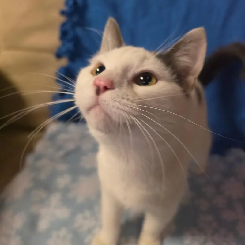 A baby medium-sized male Buff & White Domestic Short Hair cat named Rex for adoption in Graham, WA