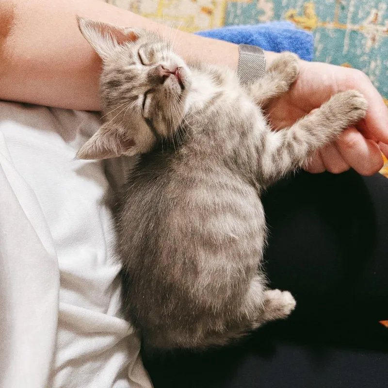 A baby small-sized male Gray / Blue / Silver Domestic Short Hair cat named Fitzgerald for adoption in Huntsville, AL