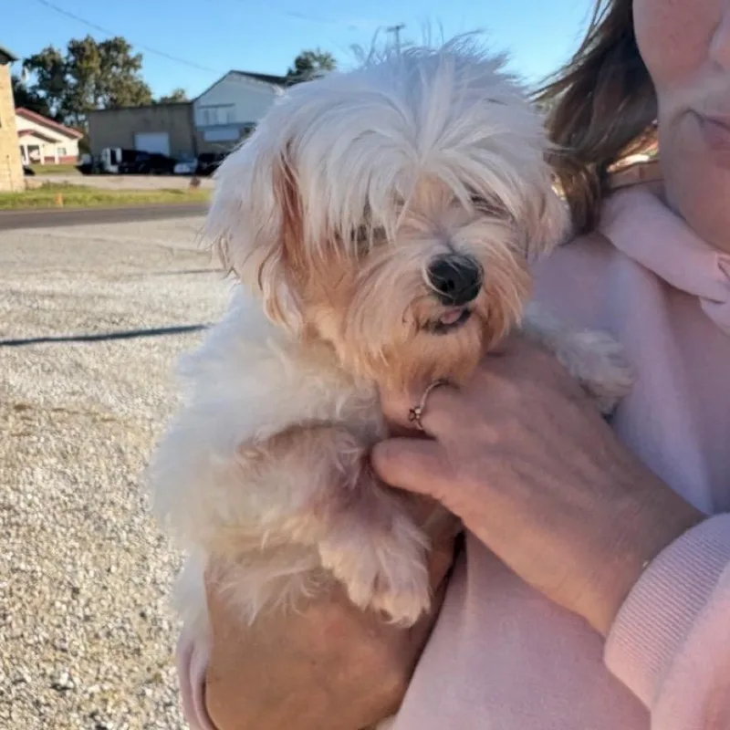 A senior small-sized female White / Cream Maltese dog named Rosemary for adoption in Normal, IL