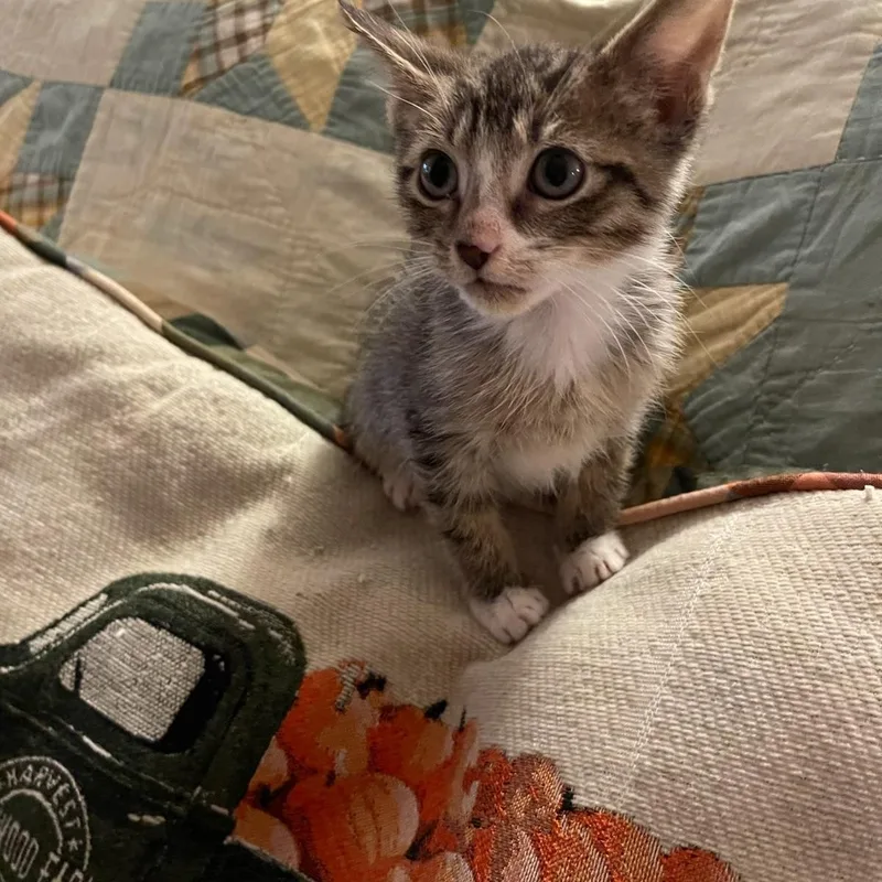 A baby small-sized male Domestic Short Hair cat named Hayden & Olive BONDED for adoption in Boca Raton, FL