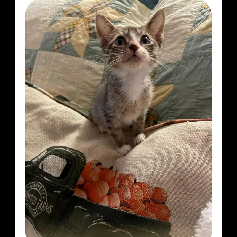 Hayden & Olive BONDED thumbnail 6