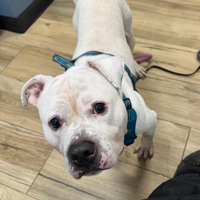 A baby small-sized male Pit Bull Terrier dog named PeeWee for adoption in Newark, NJ