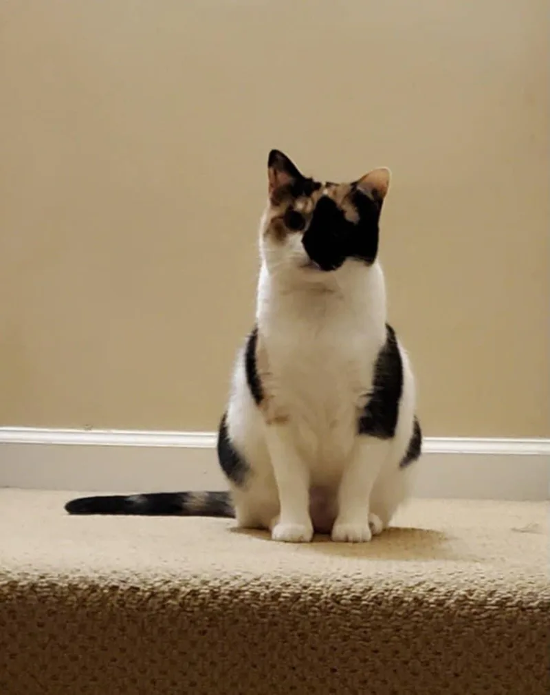 A senior large-sized female Calico Domestic Short Hair cat named Zoe for adoption in Nashville, TN