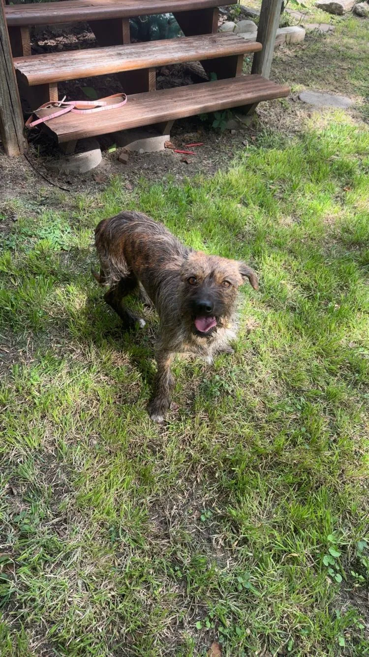 An adult small-sized male Terrier dog named Doc for adoption in Paradise, TX