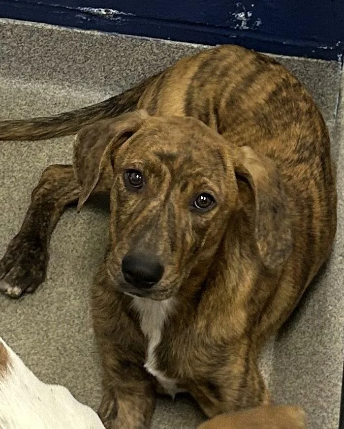 A young medium-sized male Mixed Breed dog named Cricket  Months Male for adoption in Sterling, MA