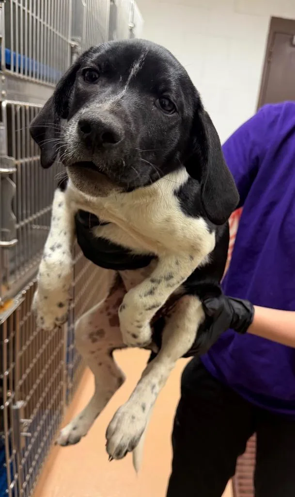 A baby large-sized male Affenpinscher dog named Gar for adoption in Nacogdoches, TX