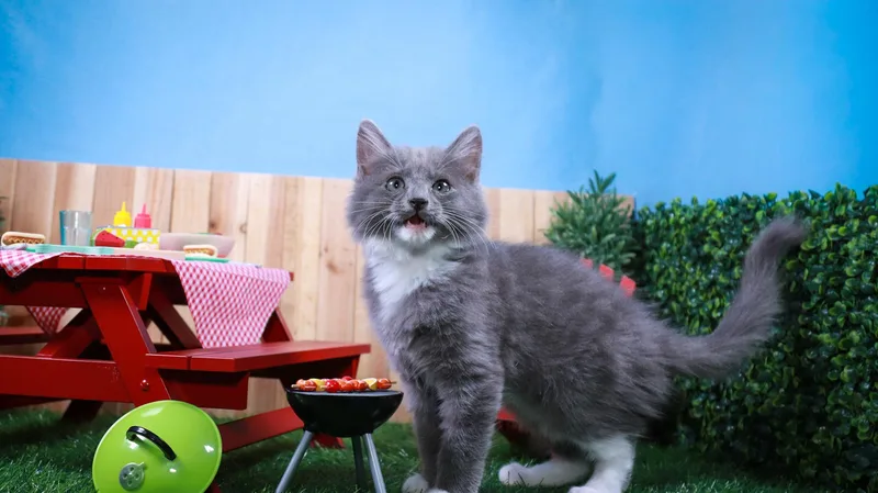 A baby small-sized male Gray & White Tuxedo cat named Milo for adoption in Parker, TX