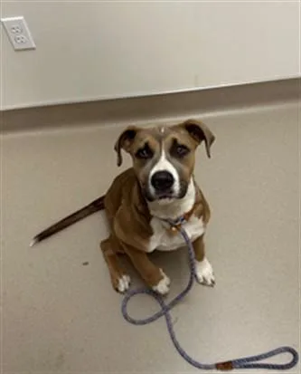 A young small-sized female Pit Bull Terrier dog named Paris for adoption in San Luis Obispo, CA