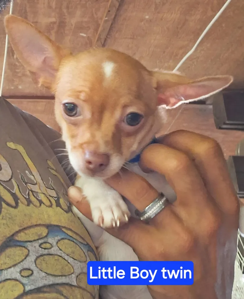 A baby small-sized male Golden Chihuahua dog named Sir Barkley for adoption in Powder Springs, GA